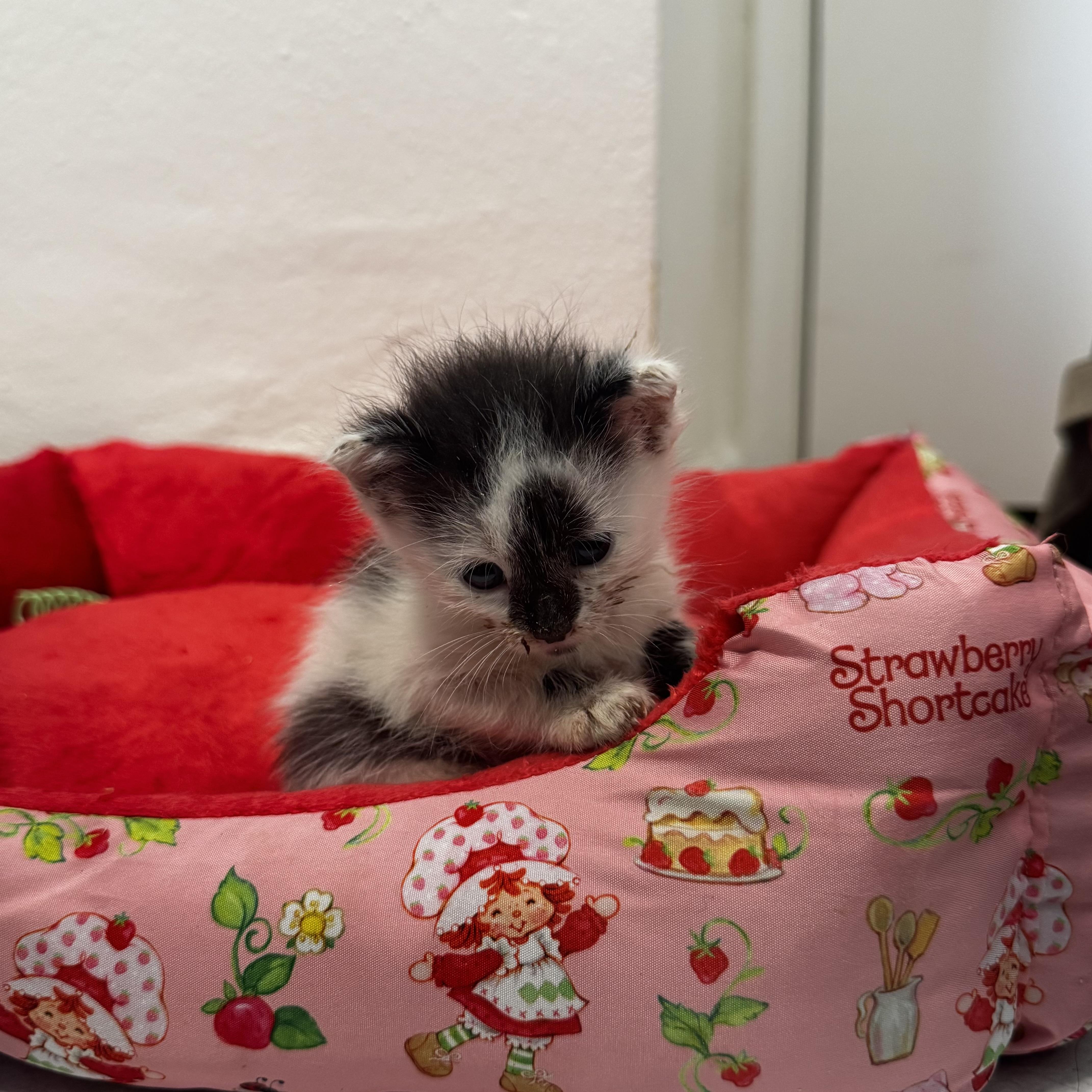 Enlarge Dill, a ADOPTABLE Domestic Short Hair in Miami, FL image 3/4