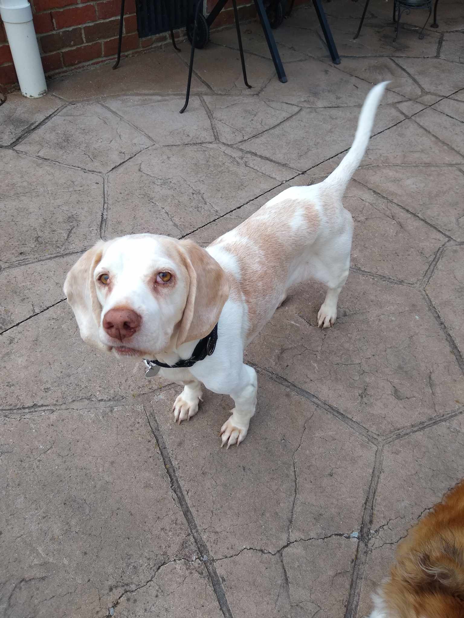 LD, Senior Male Beagle