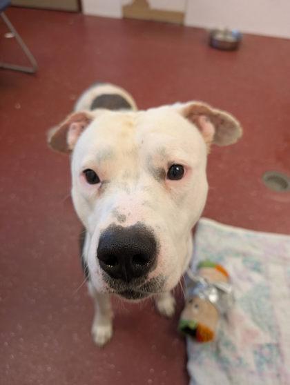 Enlarge George, a Adoptable mixed breed in South Bend, IN image 1/3