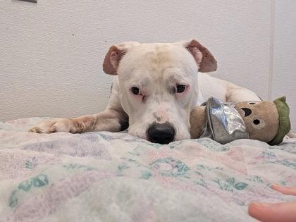 Enlarge George, a Adoptable mixed breed in South Bend, IN image 2/3