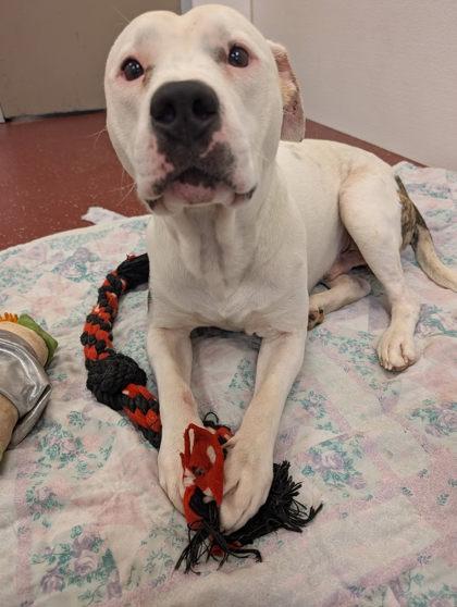 Enlarge George, a Adoptable mixed breed in South Bend, IN image 3/3