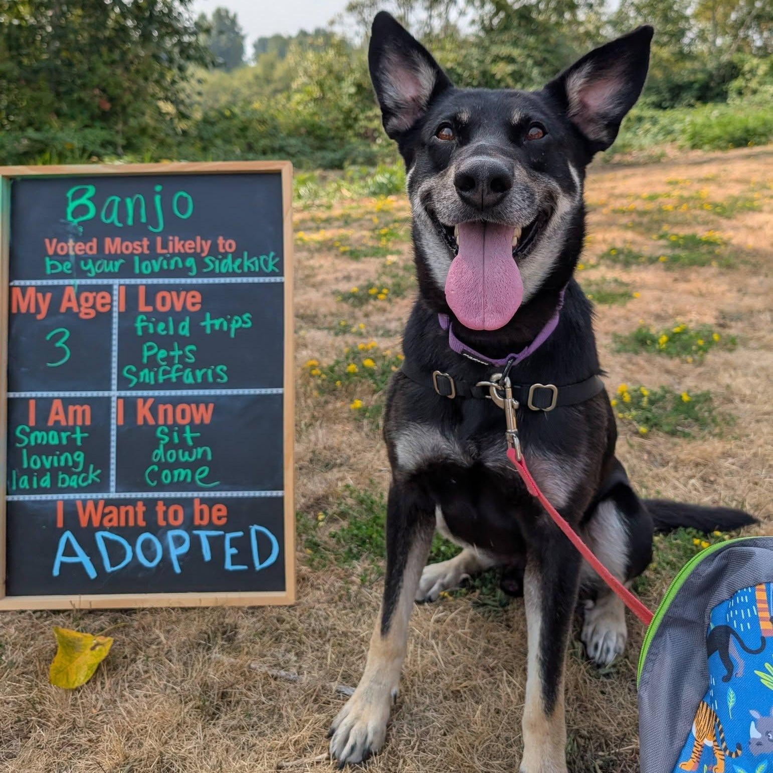 Banjo, ADOPTABLE, Young Male Shepherd.