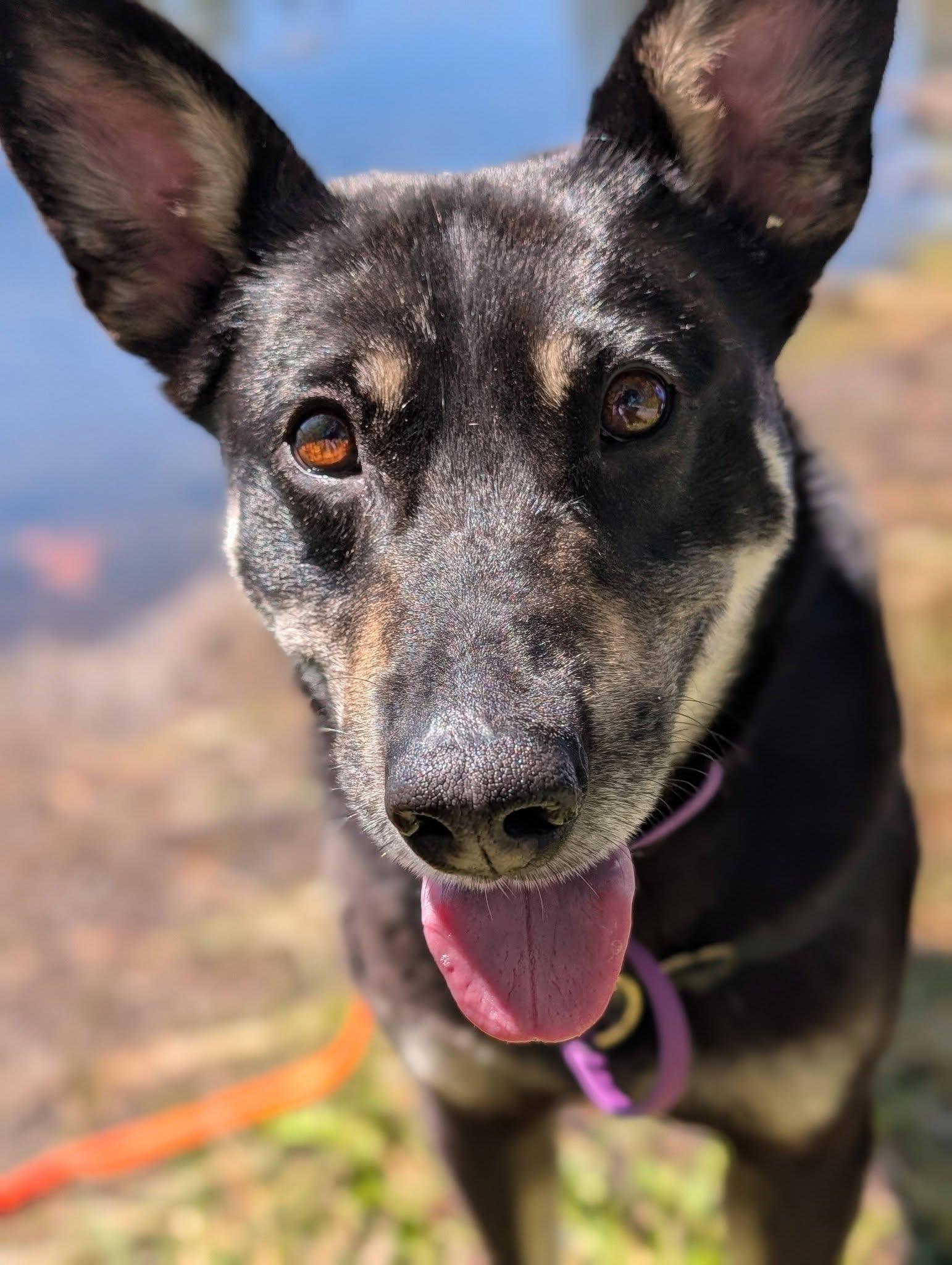 Banjo, a ADOPTABLE mixed breed in Bellingham, WA image 3/6
