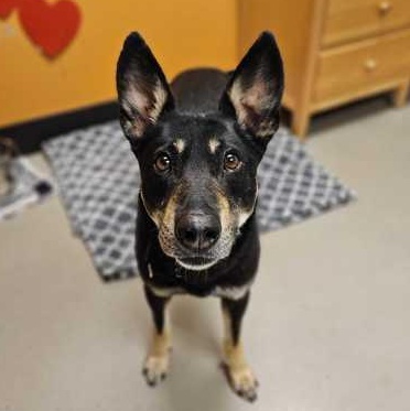Enlarge Banjo, a ADOPTABLE mixed breed in Bellingham, WA image 2/3