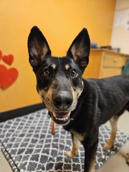 Enlarge Banjo, a ADOPTABLE mixed breed in Bellingham, WA image 3/3