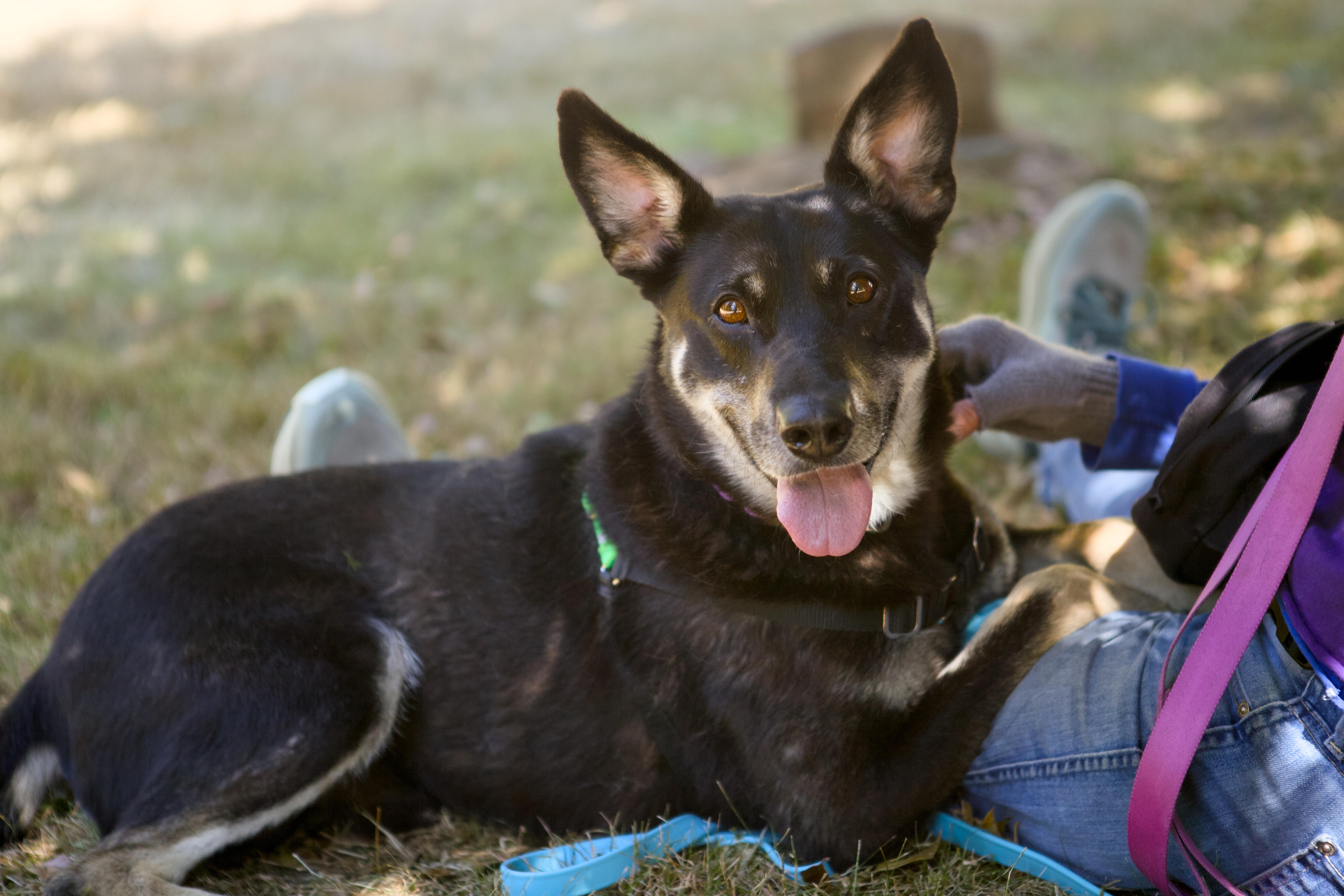 Banjo, a ADOPTABLE mixed breed in Bellingham, WA image 6/6