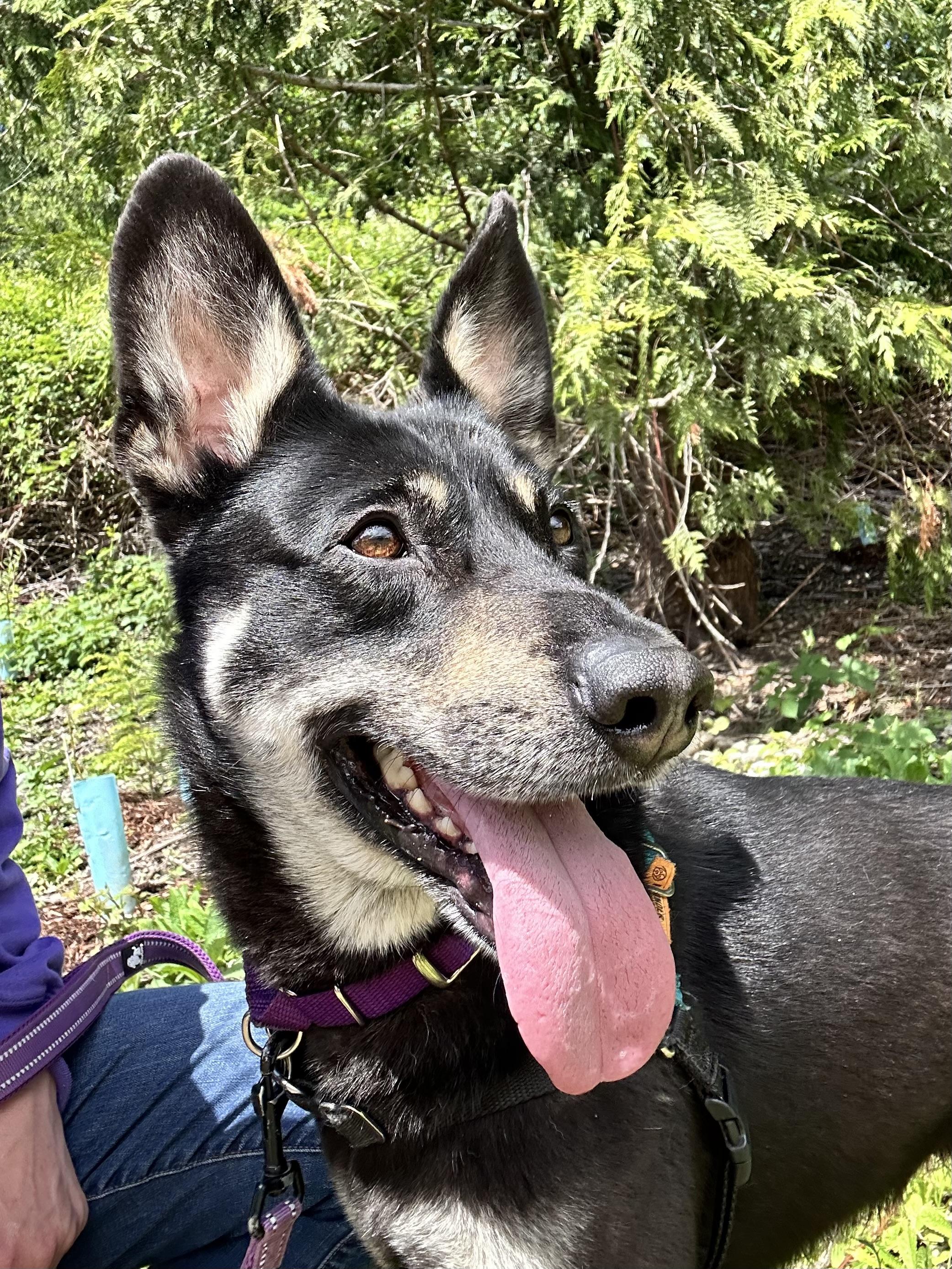 Enlarge Banjo, a ADOPTABLE mixed breed in Bellingham, WA image 1/5