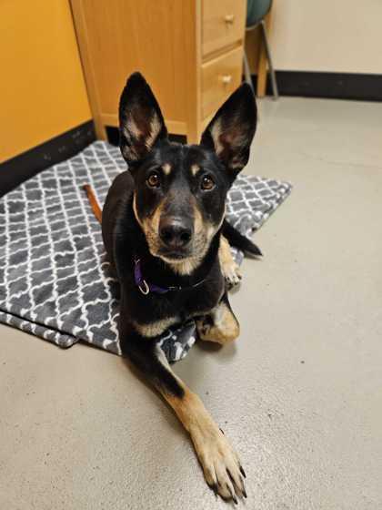 Banjo, ADOPTABLE, Young Male Shepherd.