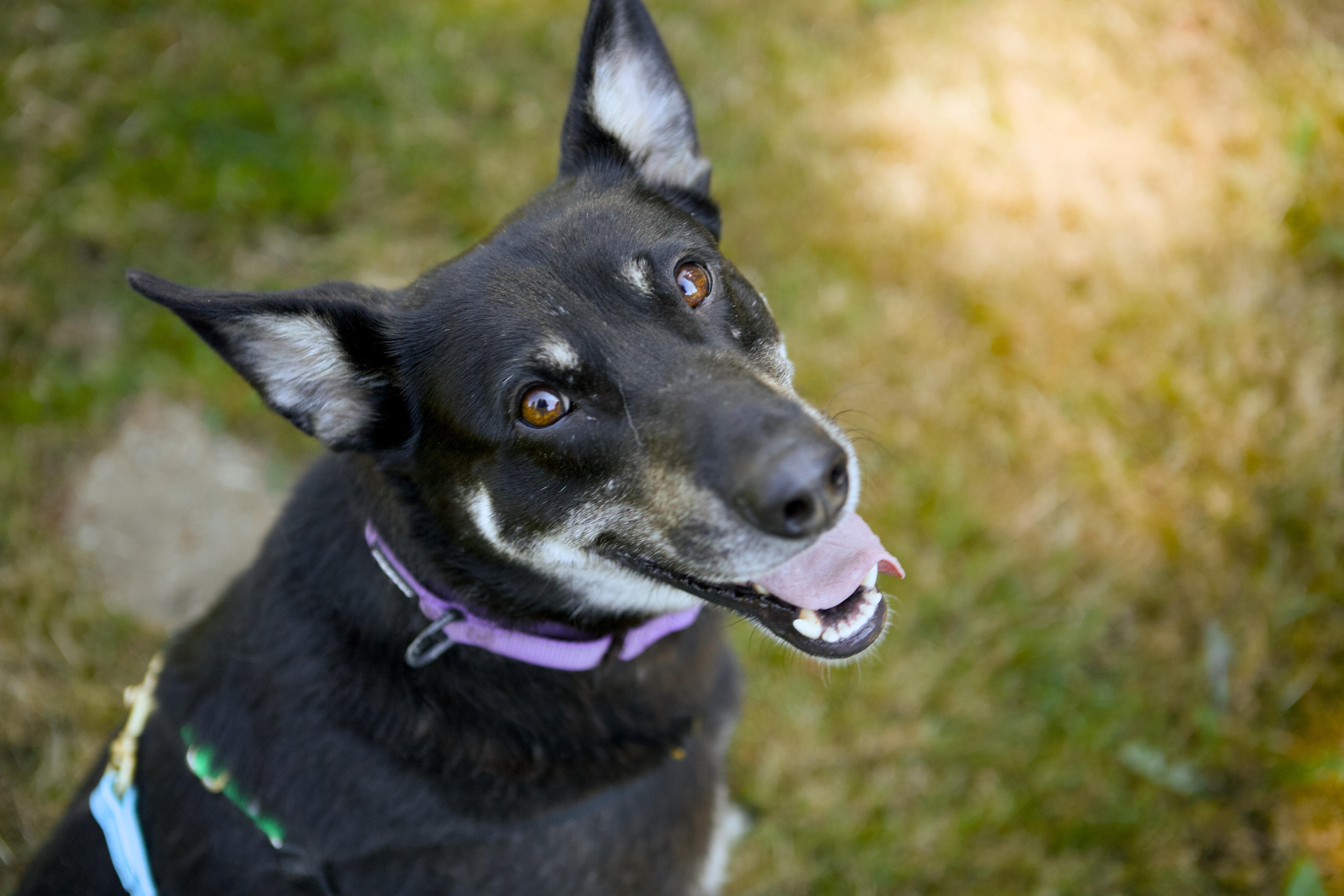 Banjo, a ADOPTABLE mixed breed in Bellingham, WA image 4/6