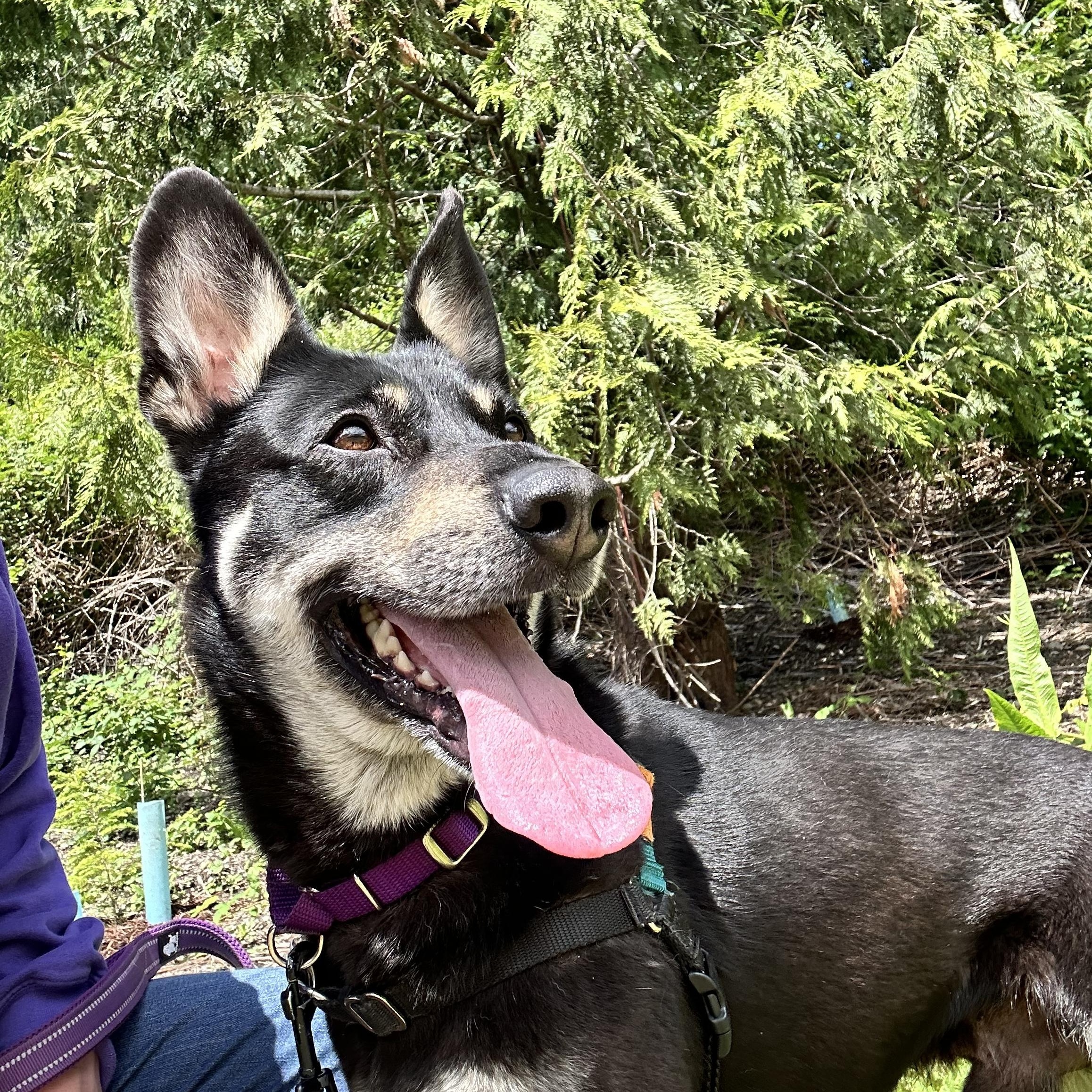 Enlarge Banjo, a ADOPTABLE mixed breed in Bellingham, WA image 2/5