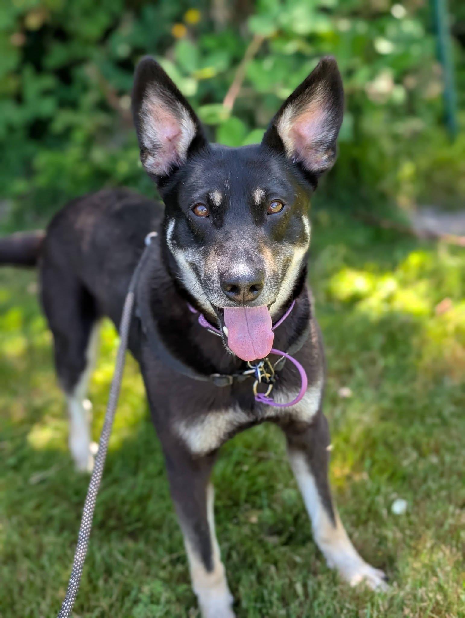 Banjo, a ADOPTABLE mixed breed in Bellingham, WA image 2/6