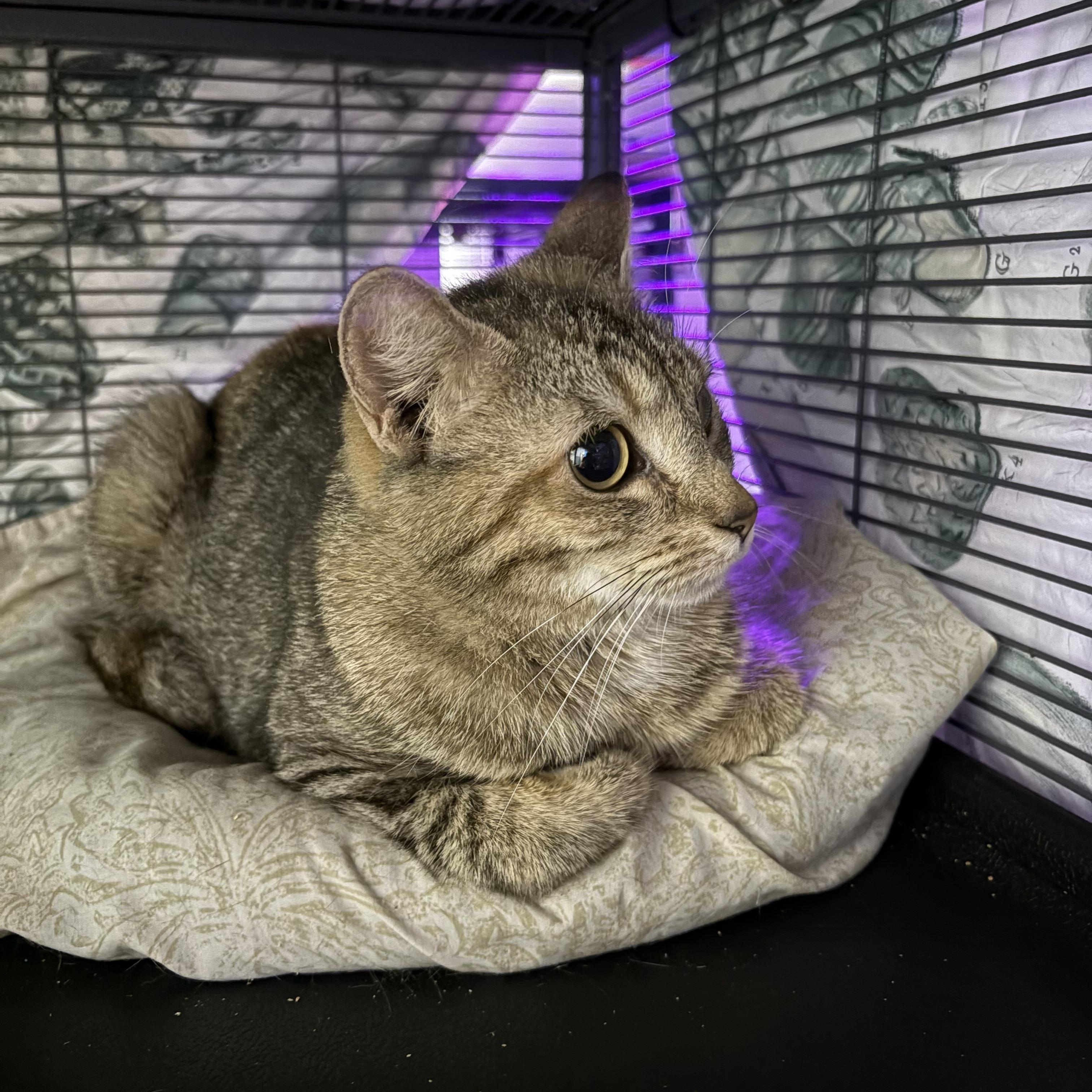 Enlarge Torres, a ADOPTABLE Domestic Short Hair in Albemarle, NC image 2/2