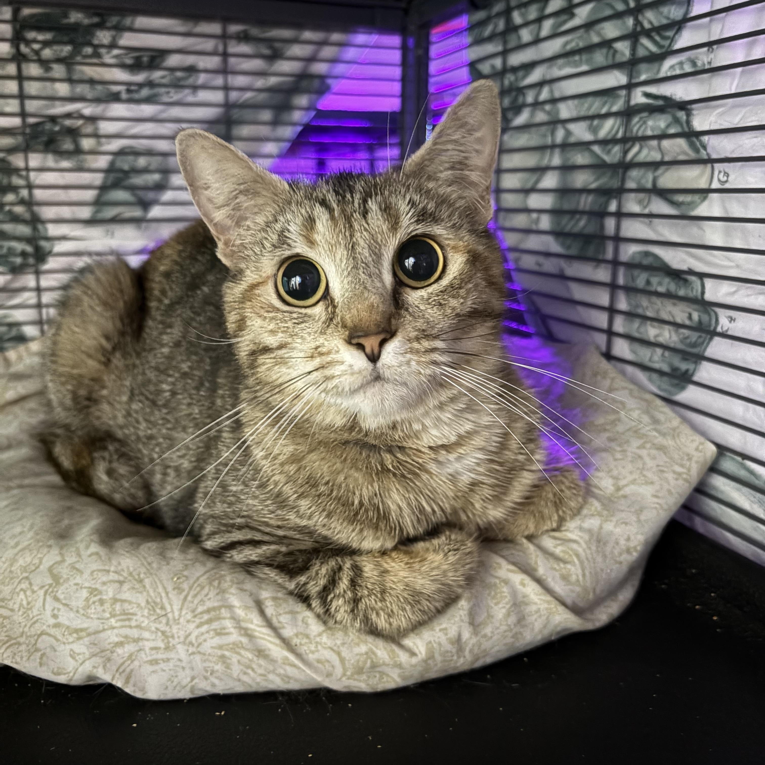 Torres, ADOPTABLE, Adult Male Domestic Short Hair.