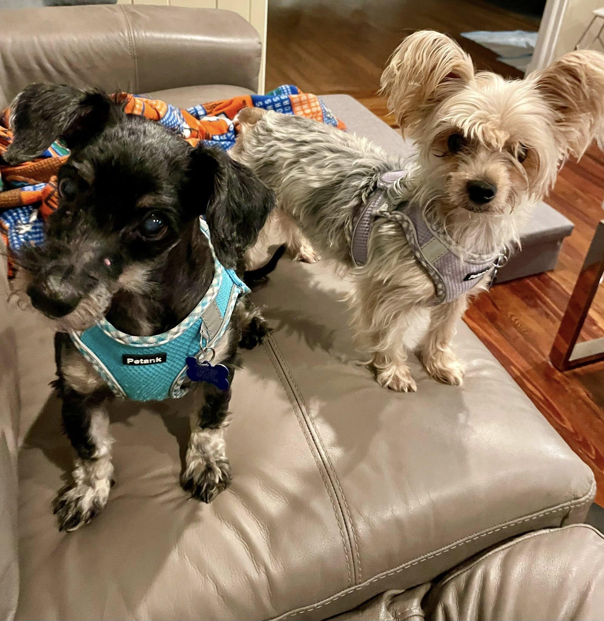 Enlarge Sandy & Oakie, a ADOPTABLE Yorkshire Terrier in Cape Coral, FL image 1/4