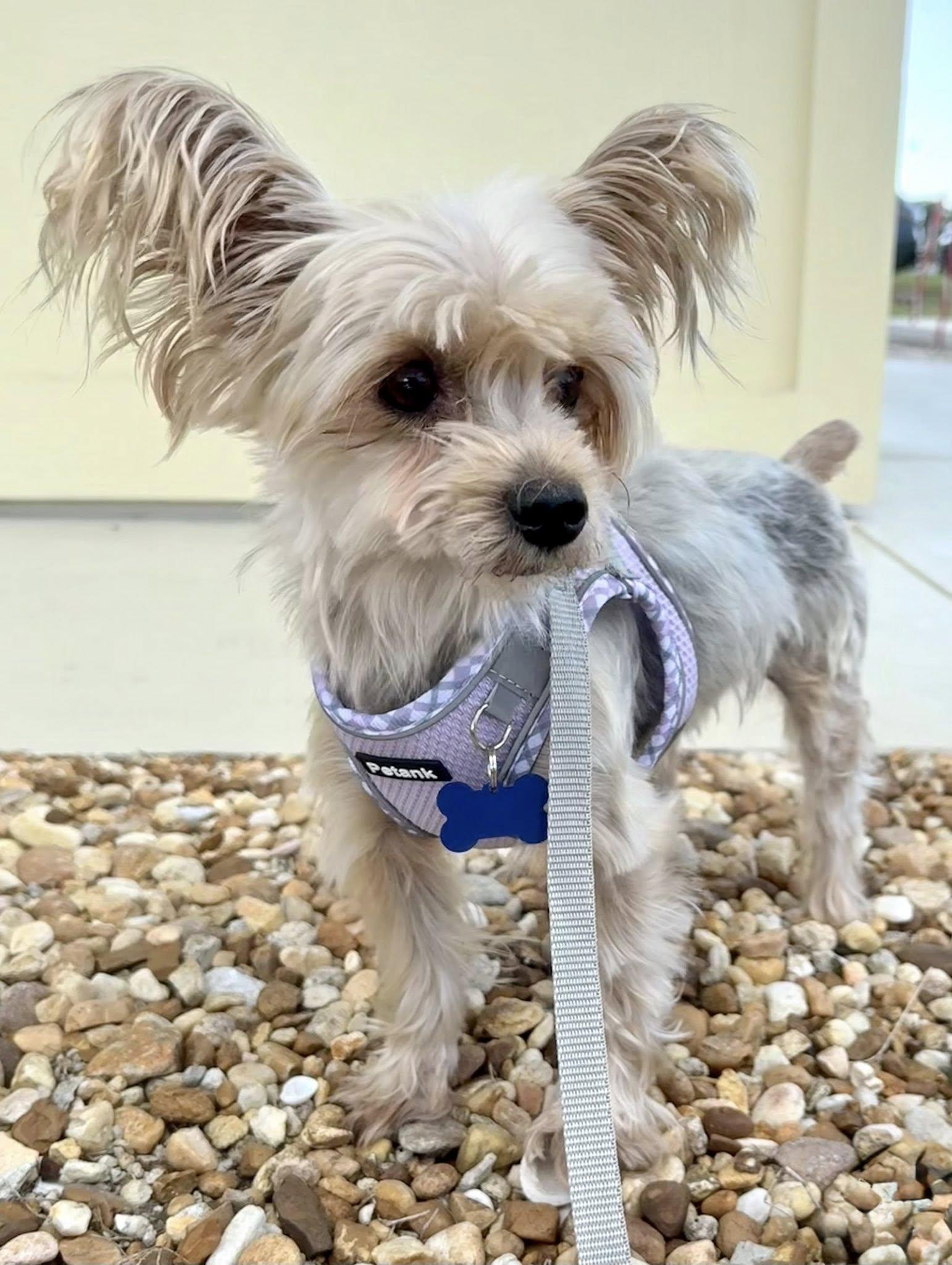 Enlarge Sandy & Oakie, a ADOPTABLE Yorkshire Terrier in Cape Coral, FL image 3/4