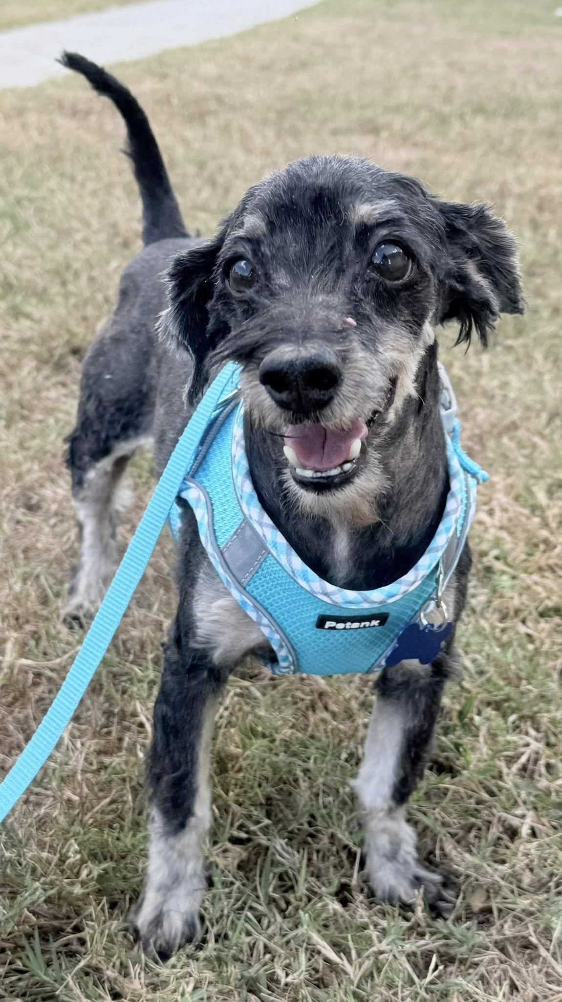 Enlarge Sandy & Oakie, a ADOPTABLE Yorkshire Terrier in Cape Coral, FL image 4/4