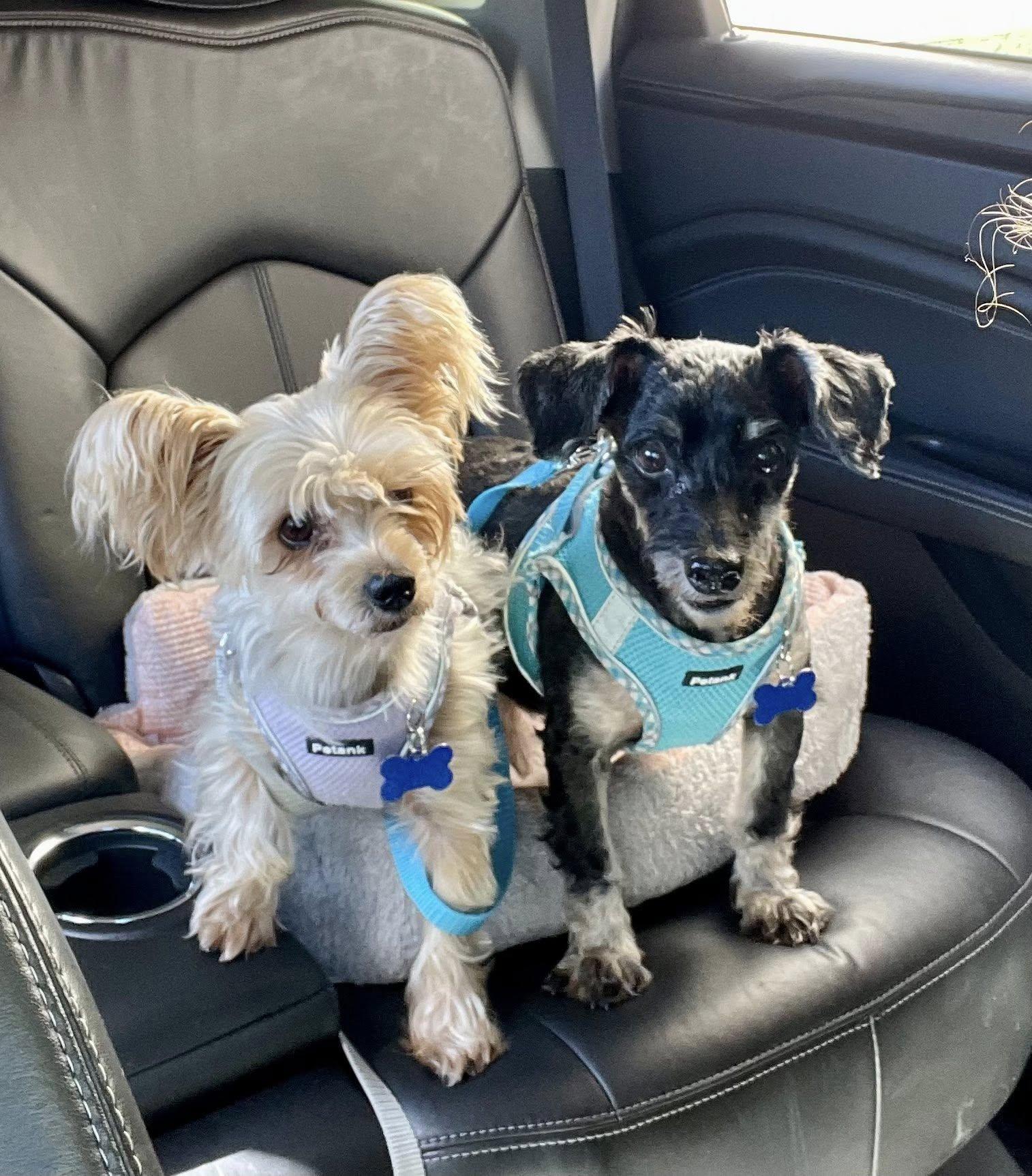 Enlarge Sandy & Oakie, a ADOPTABLE Yorkshire Terrier in Cape Coral, FL image 2/4
