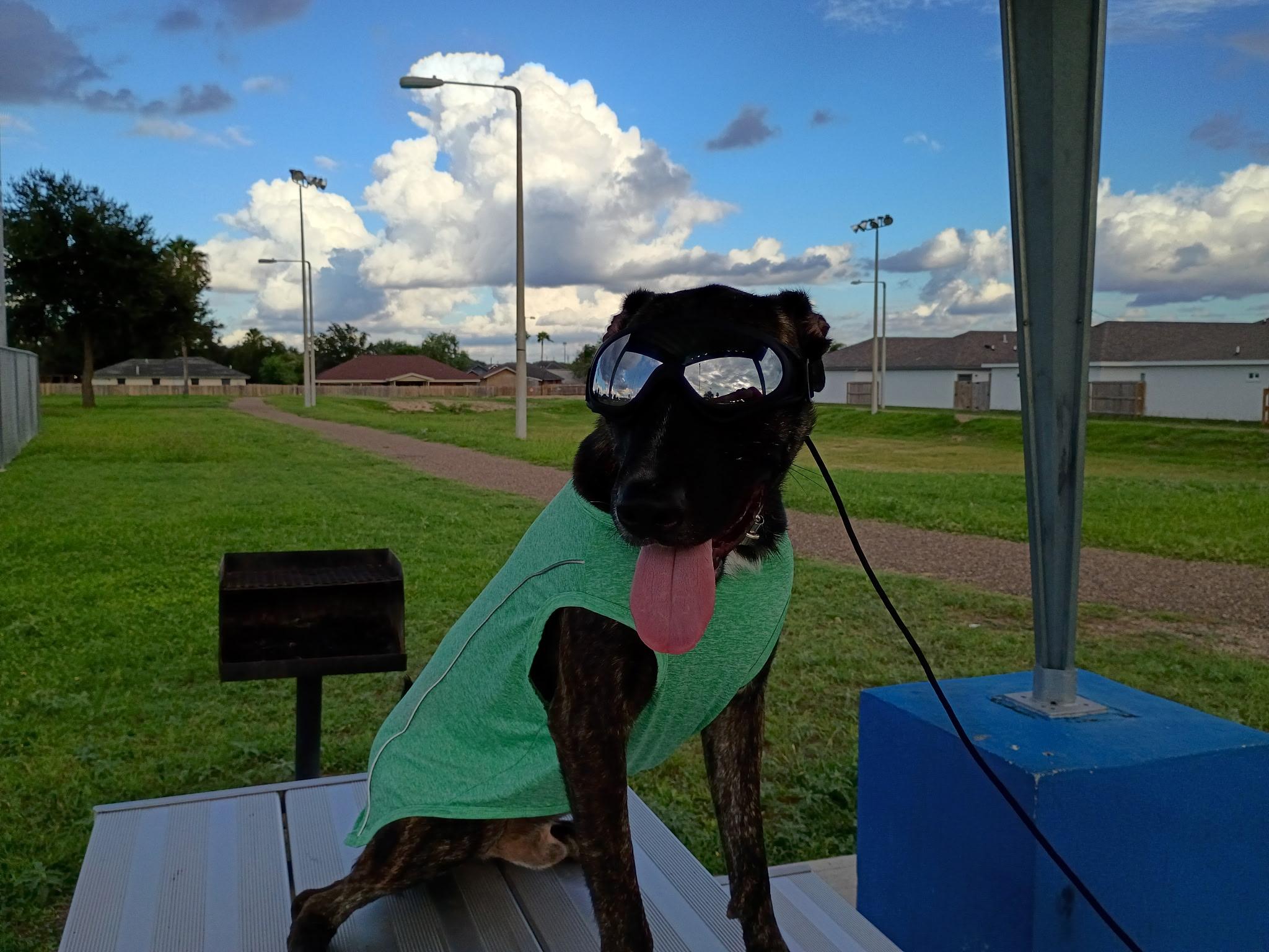 Bugs, Adoptable, Adult Male Boxer & American Bully.