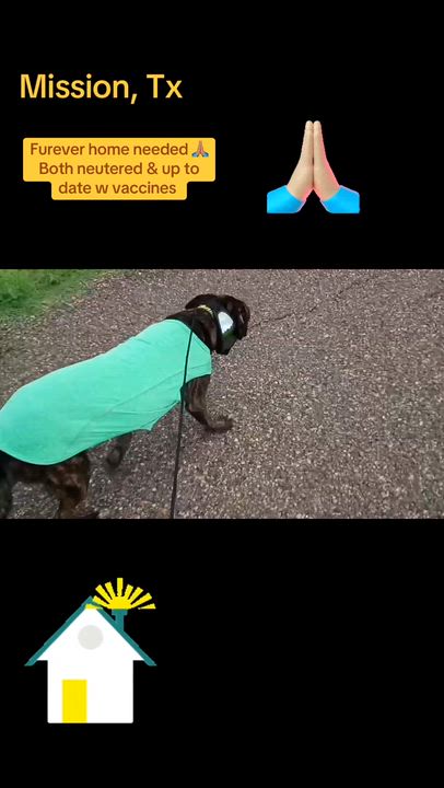 Enlarge Bugs, a Adoptable mixed breed in Portage, WI video 3/3