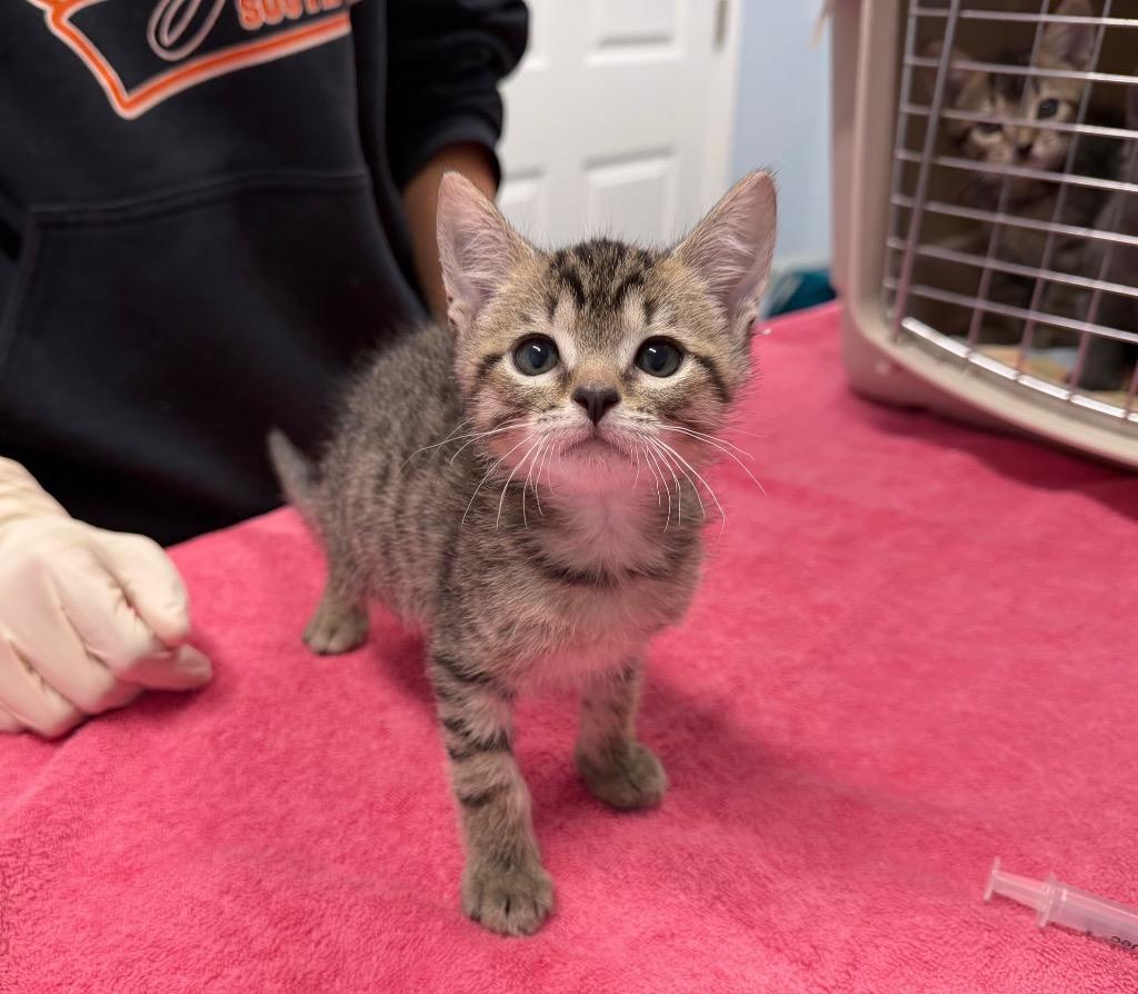 Thrymr, Adoptable, Kitten Female Domestic Short Hair.
