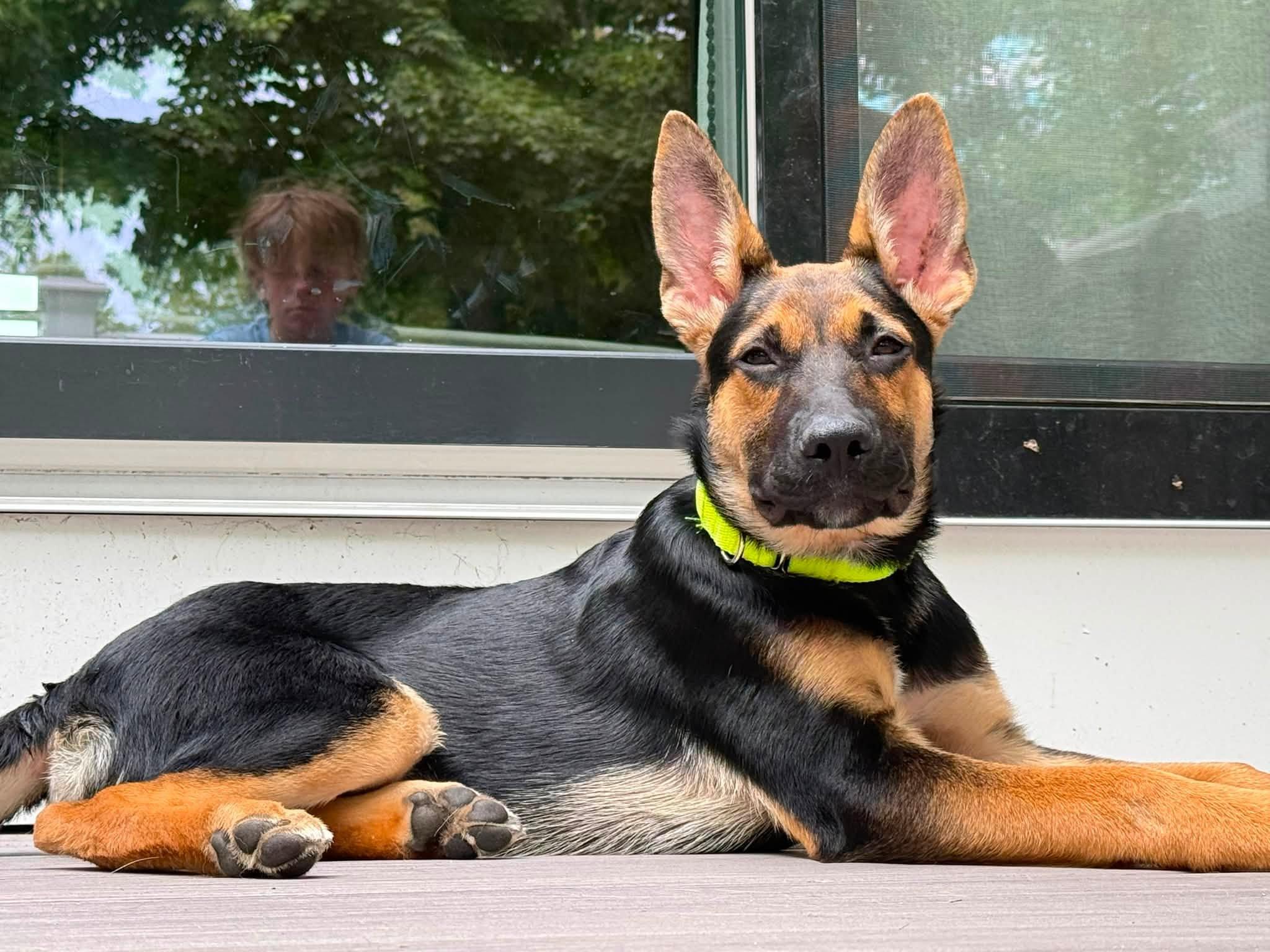 BILLY - ADOPTION FEE SPONSORED, Adopted, Puppy Male German Shepherd Dog.
