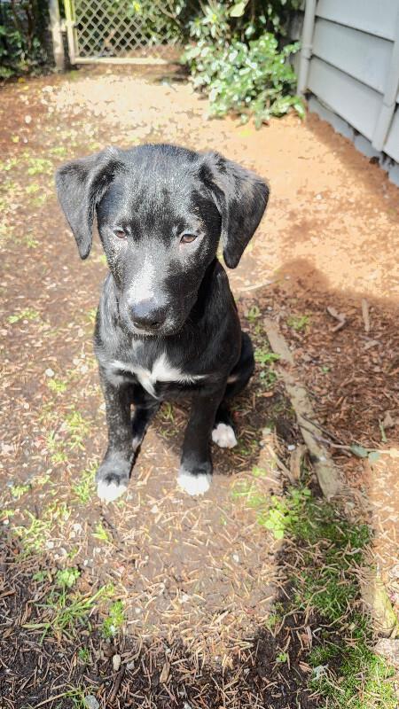 Enlarge Farrah, a Adoptable mixed breed in renton, WA image 2/6