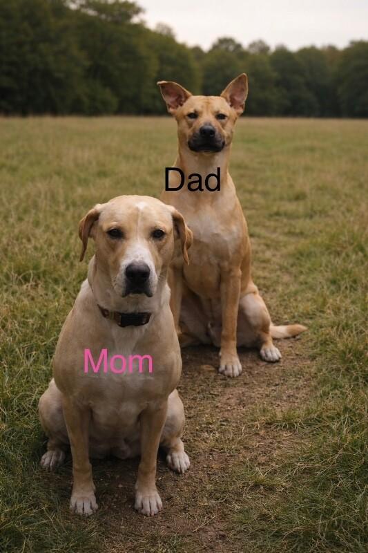 Enlarge Farrah, a Adoptable mixed breed in renton, WA image 3/6