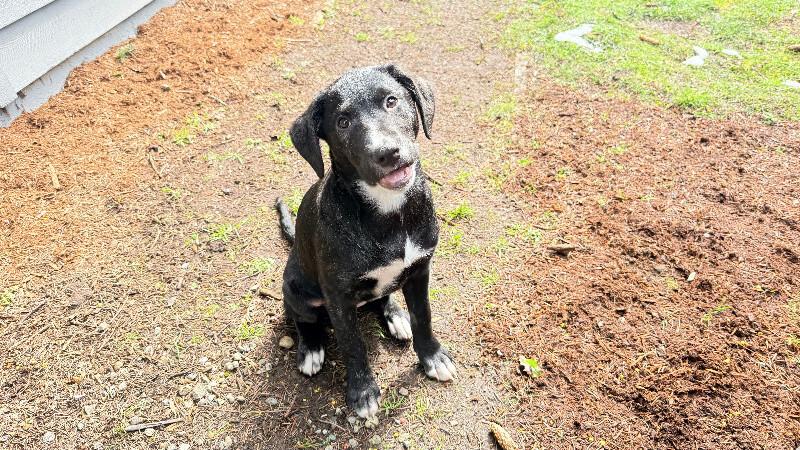 Enlarge Farrah, a Adoptable mixed breed in renton, WA image 4/6