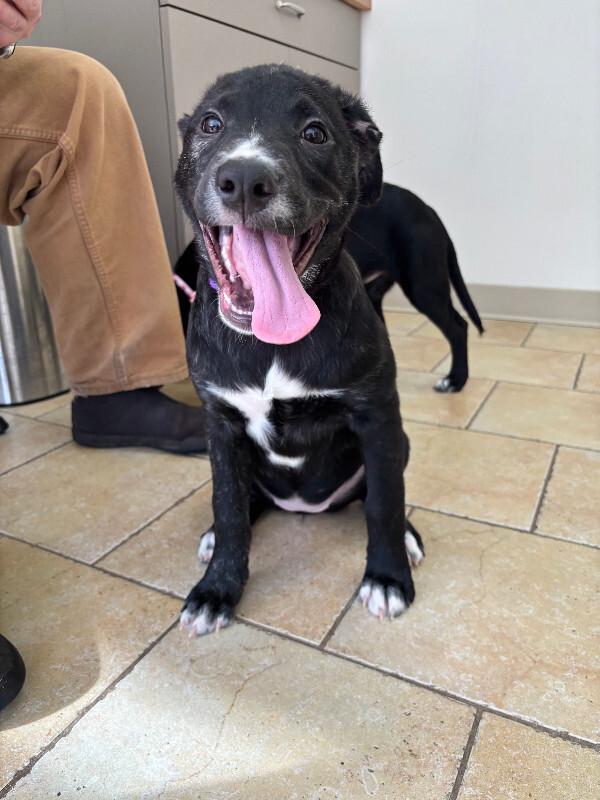 Enlarge Farrah, a Adoptable mixed breed in renton, WA image 6/6