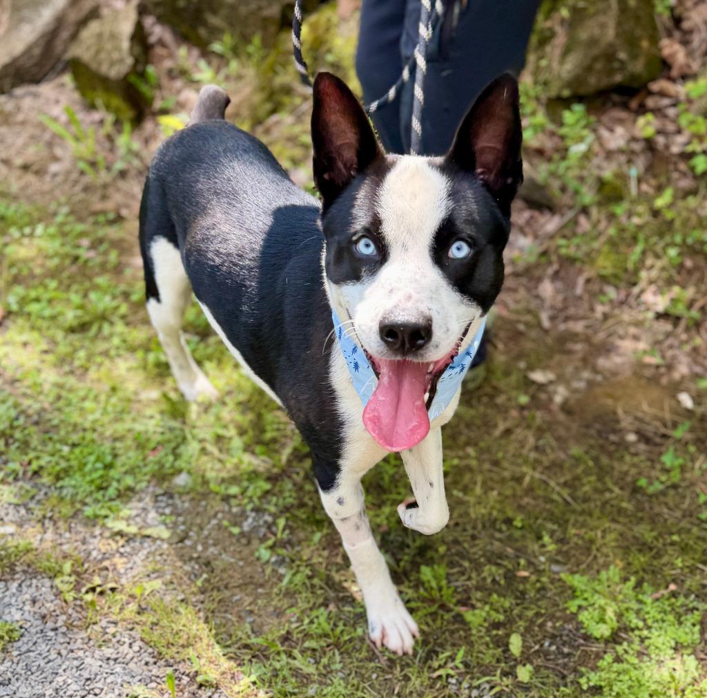 Sterling, Adoptable, Adult Male Cattle Dog & Husky.