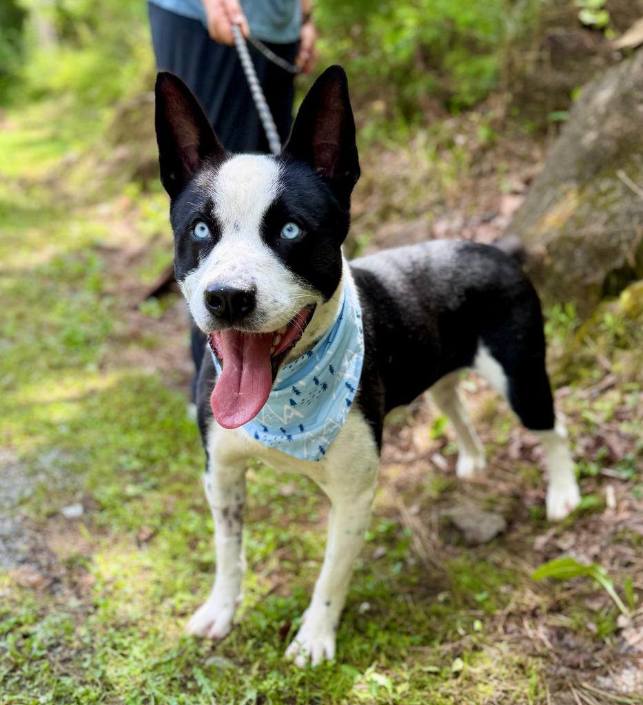 Enlarge Sterling, a Adoptable mixed breed in Ellijay, GA image 2/3