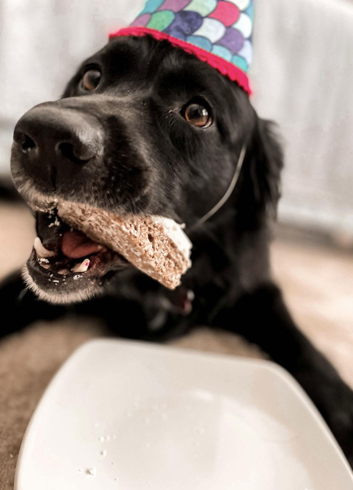 Courtesy: Mauer, Adoptable, Adult Female Border Collie & Labrador Retriever.