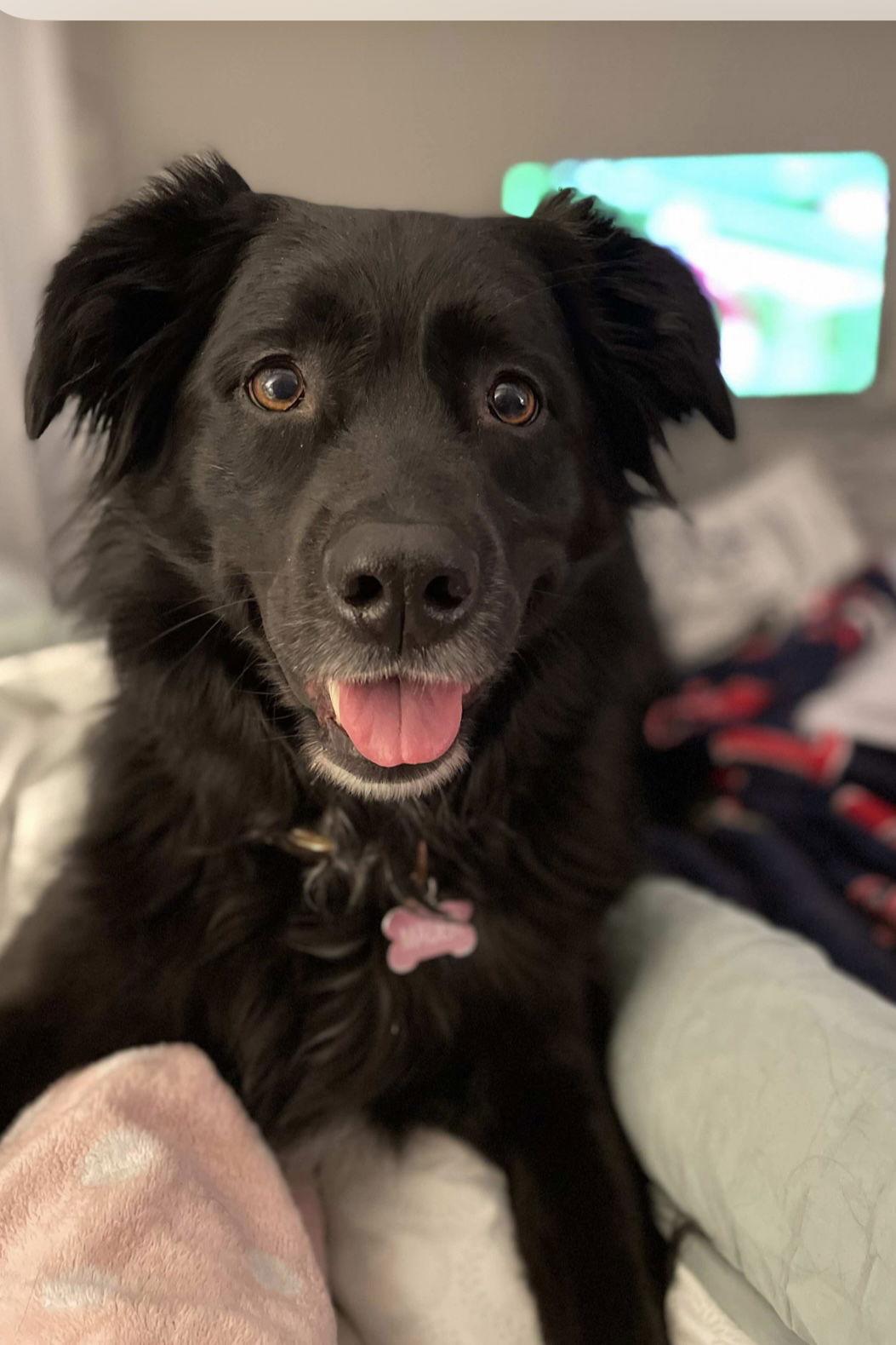 Enlarge Courtesy: Mauer, a Adoptable mixed breed in Euless, TX image 2/3