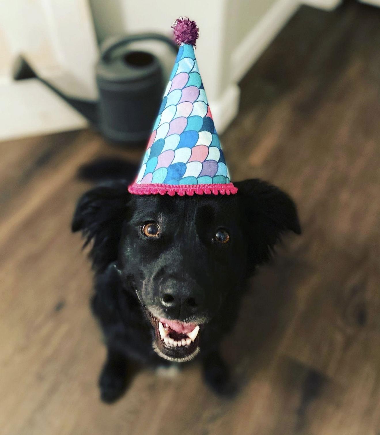 Courtesy: Mauer, Adoptable, Adult Female Border Collie & Labrador Retriever.