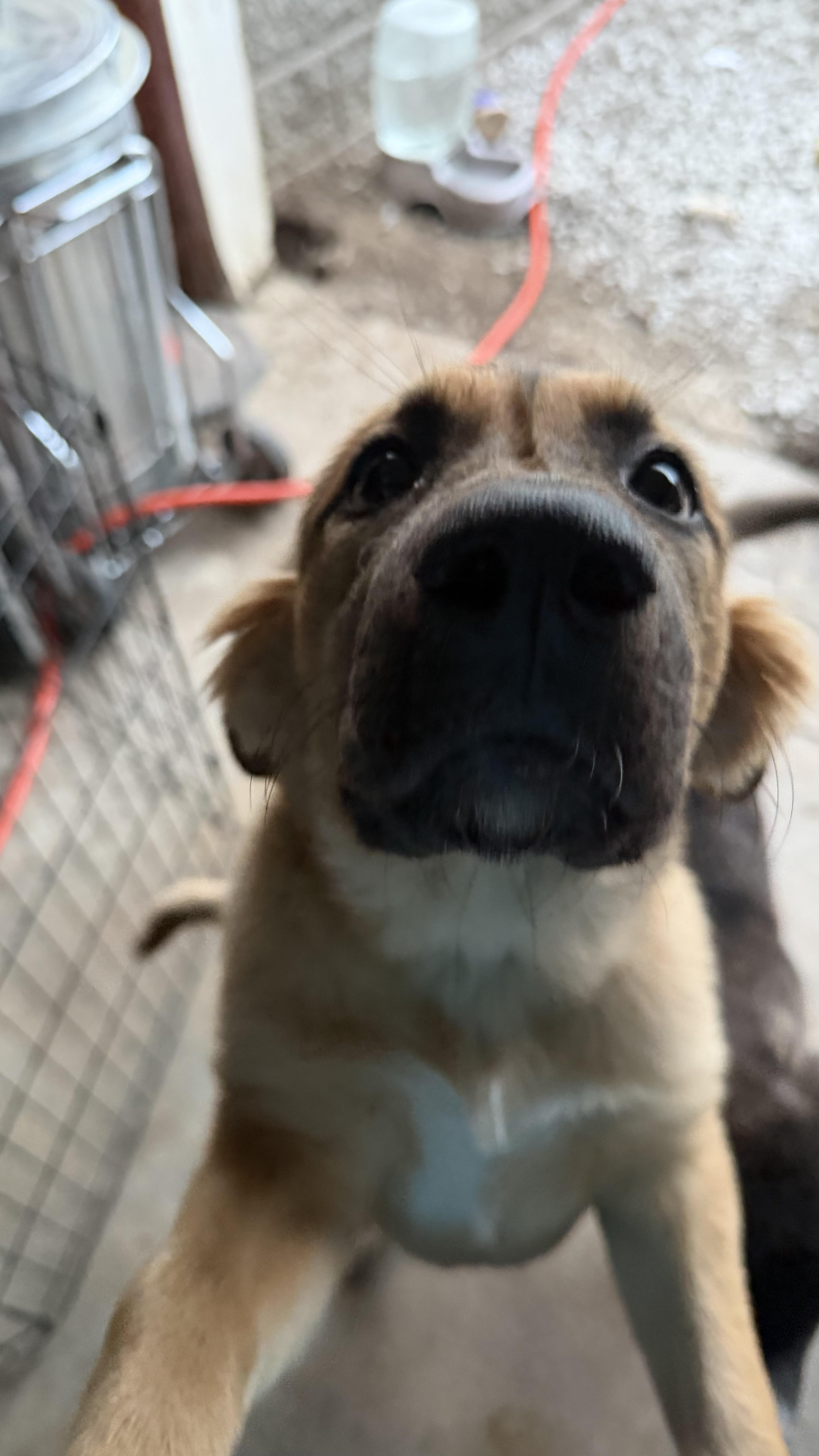 Loki, ADOPTABLE, Puppy Female Great Pyrenees & Anatolian Shepherd.