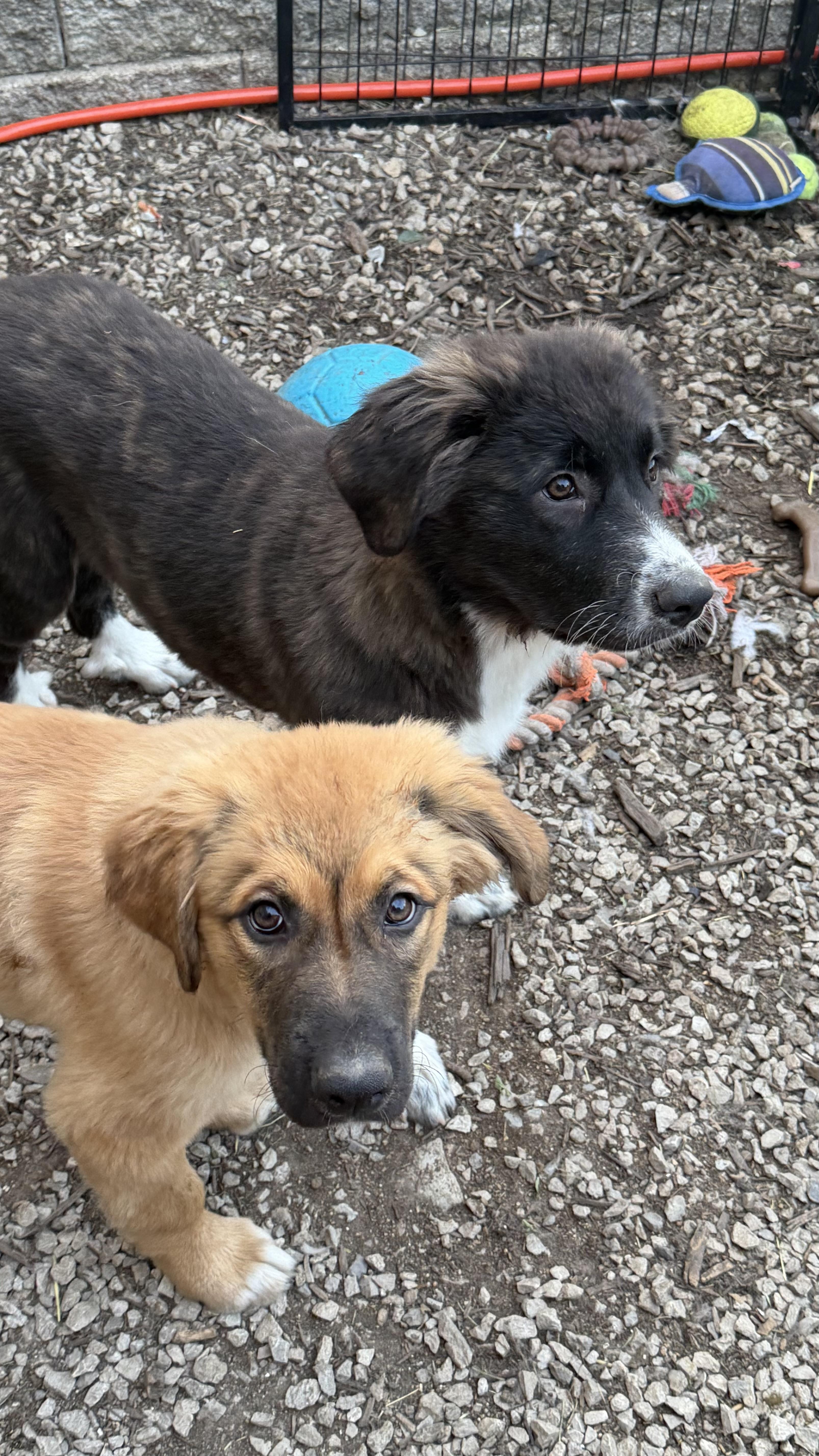Loki, a ADOPTABLE mixed breed in Olathe, KS image 4/5