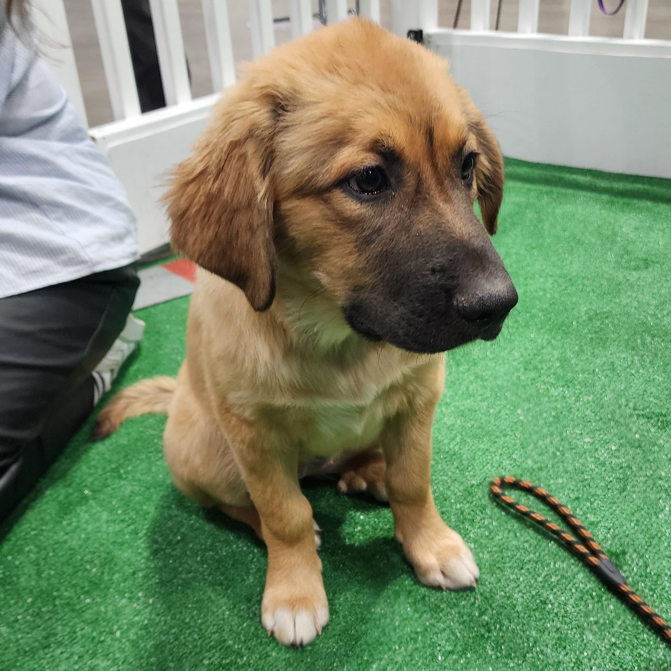 Enlarge Loki, an adopted mixed breed in Olathe, KS image 3/6