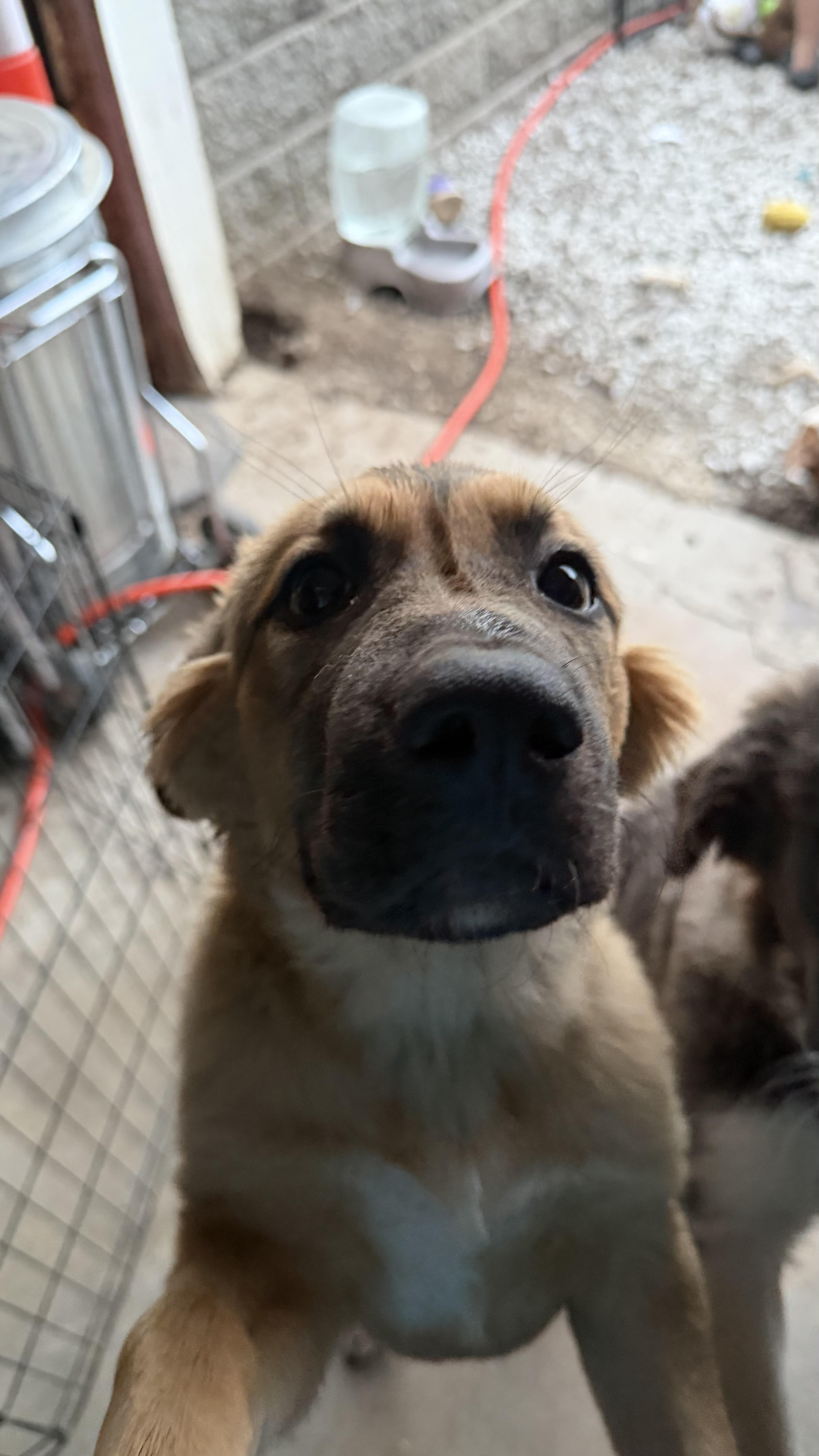 Loki, a ADOPTABLE mixed breed in Olathe, KS image 3/5