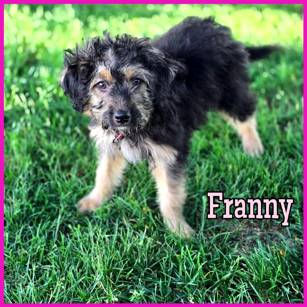 Enlarge Franny, a Adoptable Mixed Breed in Joliet, IL image 1/1