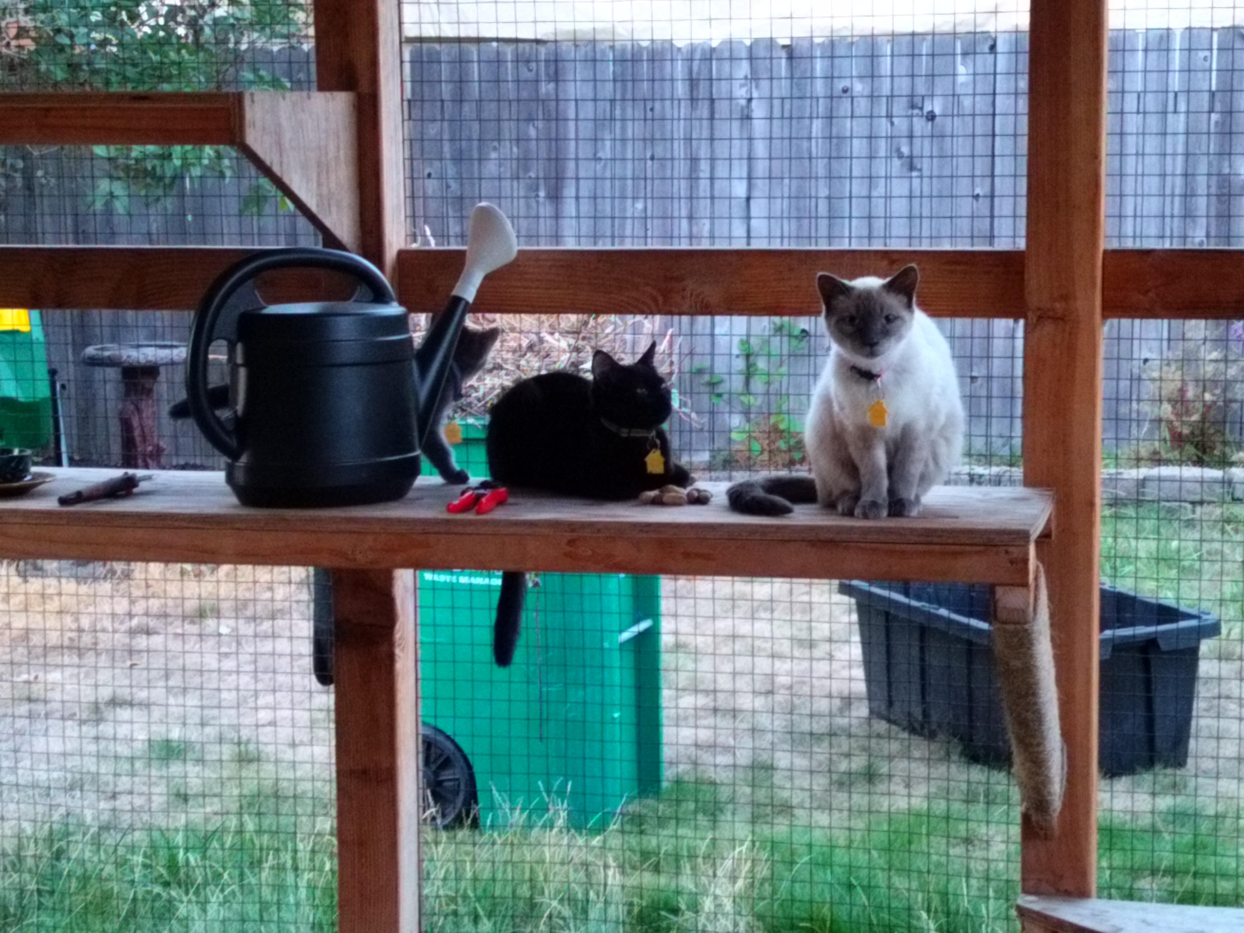 Sue Kim- loves to play