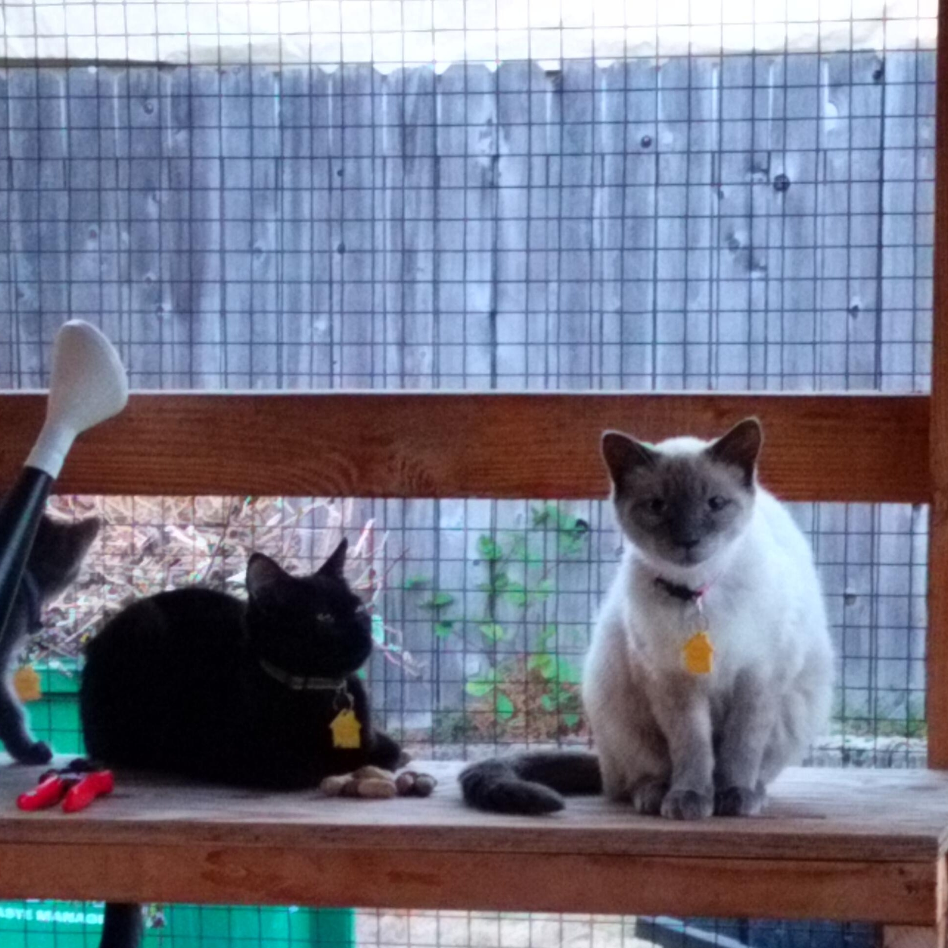 Enlarge Sue Kim- loves to play, a Adoptable Siamese in Portland, OR image 2/3