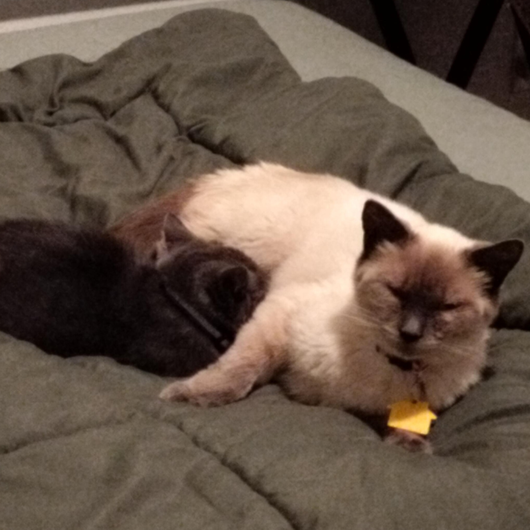 Enlarge Sue Kim- loves to play, a Adoptable Siamese in Portland, OR image 3/3