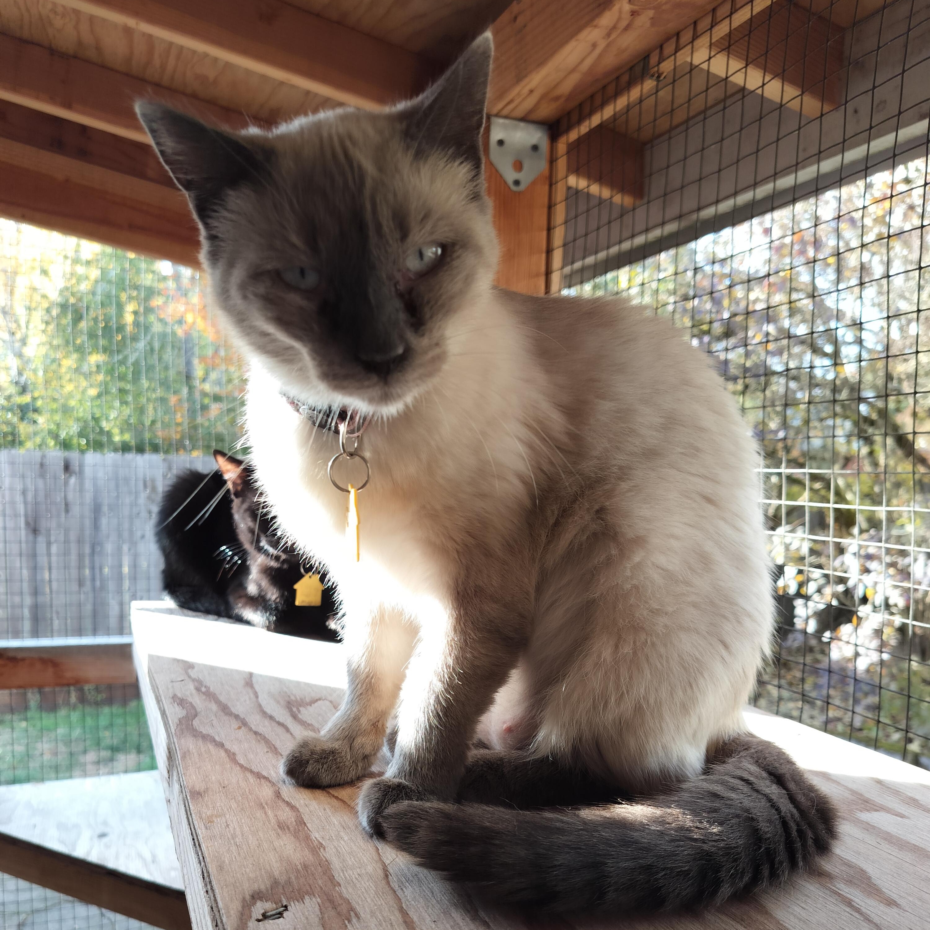 Sue Kim- loves to play, Adoptable, Adult Female Siamese.