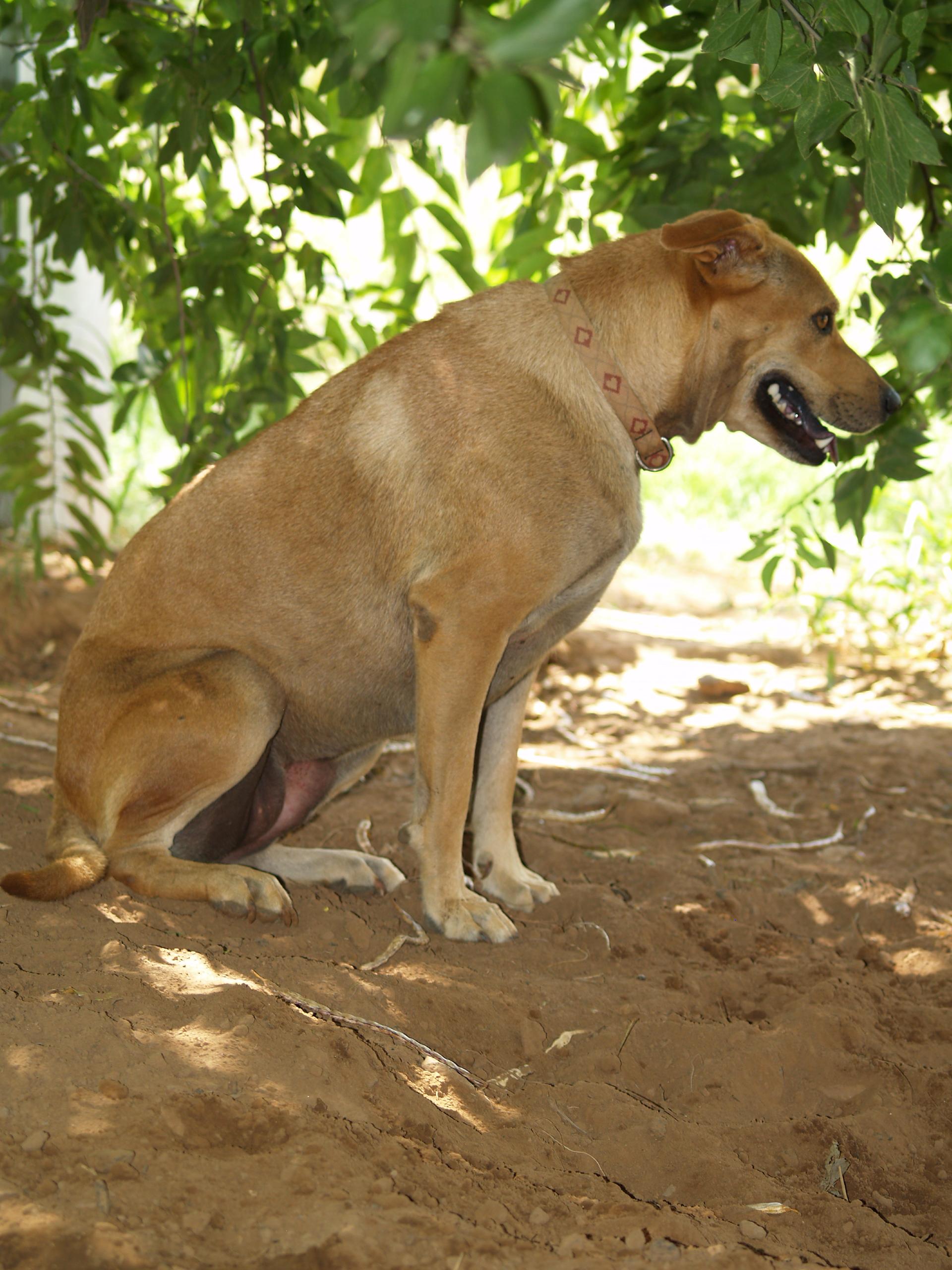 Enlarge Sandra, a Adoptable mixed breed in Bigfoot, TX image 2/6