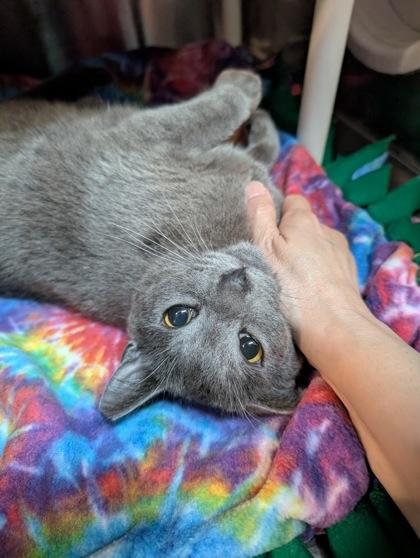 Bluebell, Adoptable, Young Female Domestic Short Hair & Domestic Short Hair.