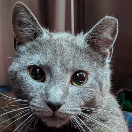 Bluebell, a Adoptable mixed breed in Pleasanton, CA image 3/3