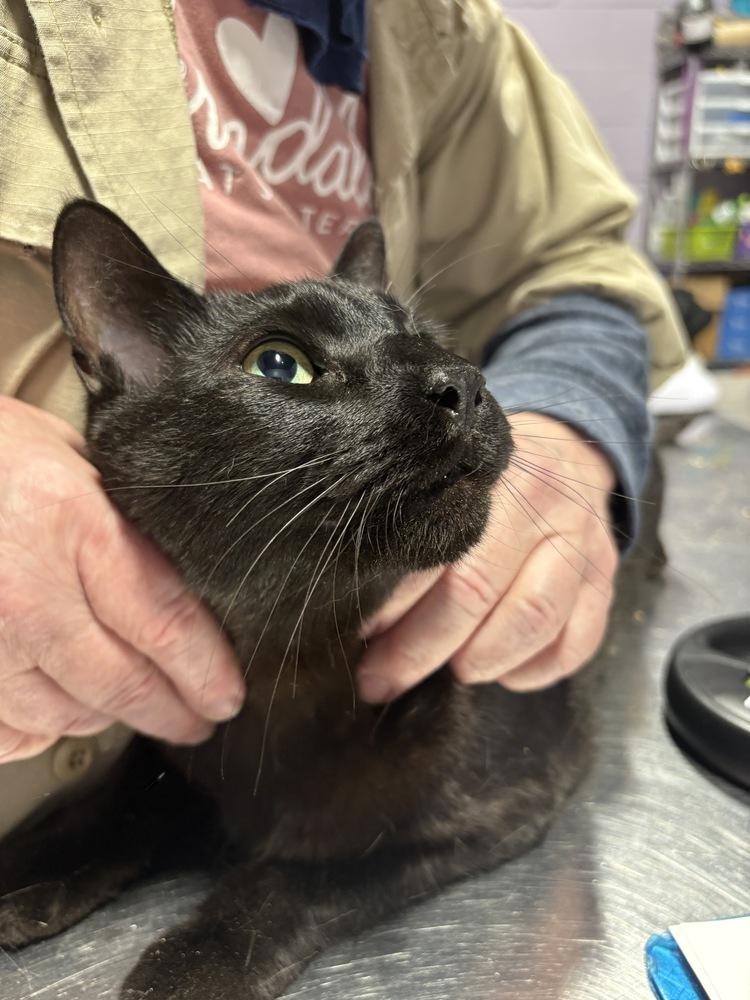 Enlarge Ferris, a Adoptable Domestic Short Hair in Ferndale, MI image 1/2