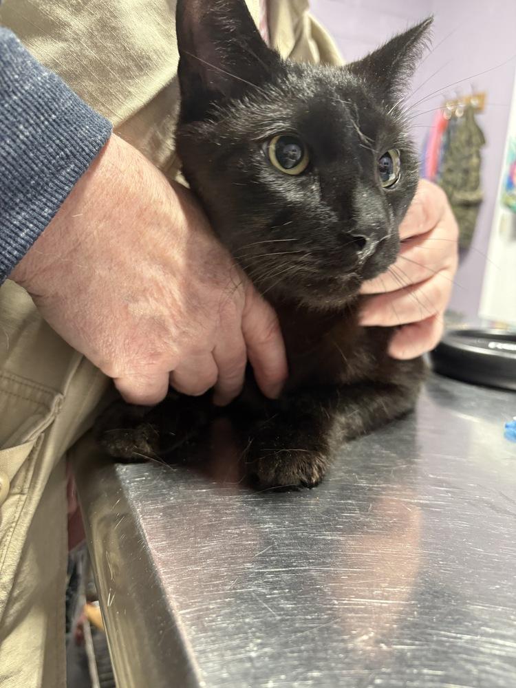 Enlarge Ferris, a Adoptable Domestic Short Hair in Ferndale, MI image 2/2