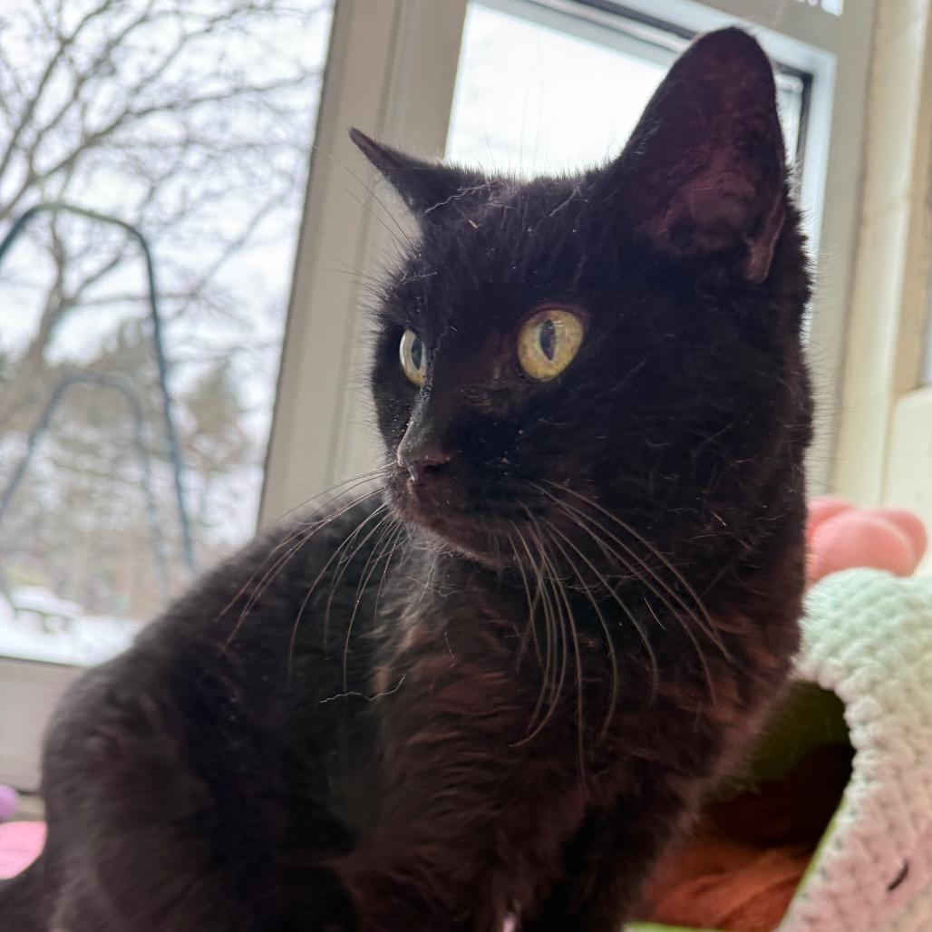 Carmine, Adoptable, Senior Female Domestic Short Hair.