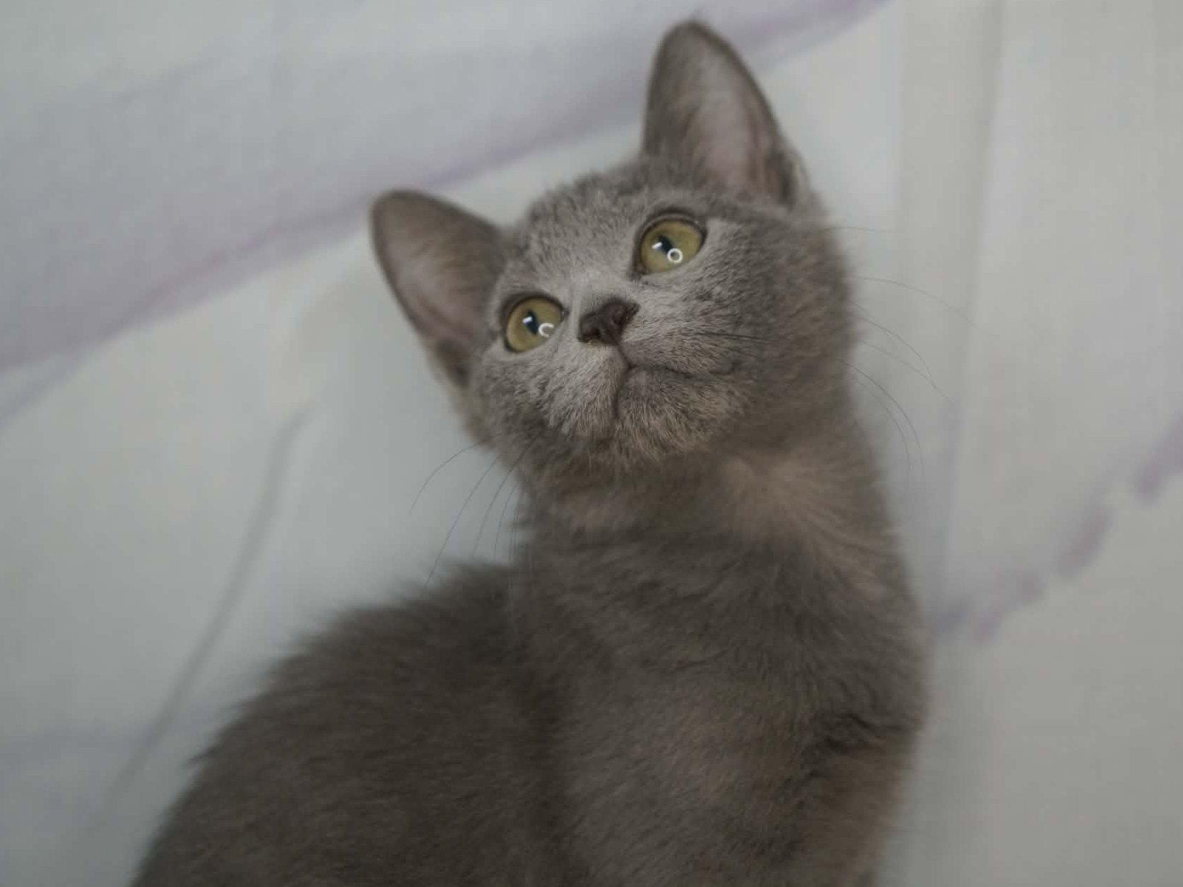 Enlarge Peeper, a Adopted mixed breed in Republic, WA image 4/6